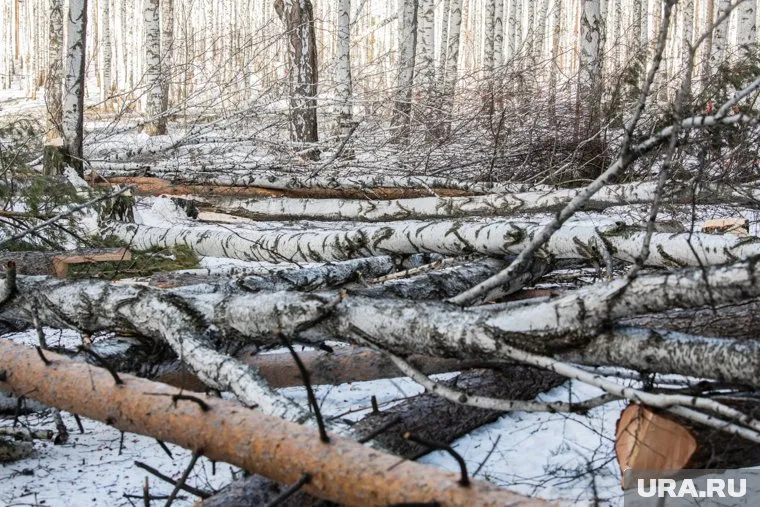 Противостояние в Березовой роще. Екатеринбург 