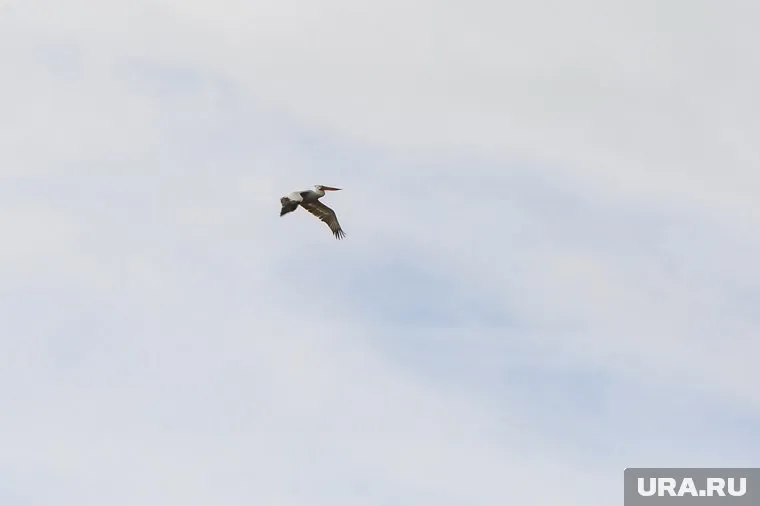 Ограничения ввели после смерти 40 краснокнижных пеликанов