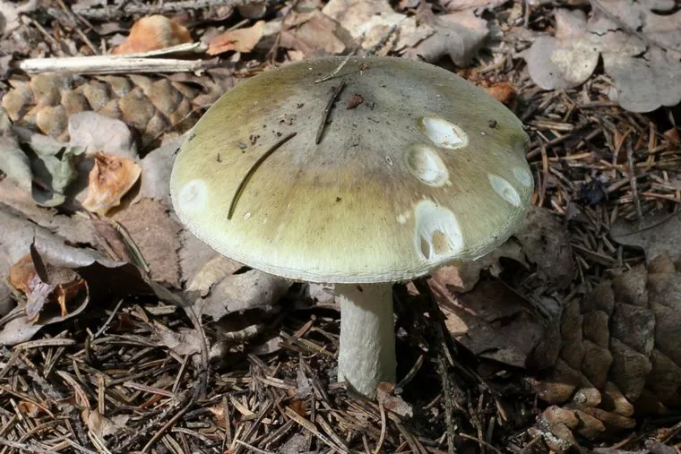 Бледная поганка. Stock.