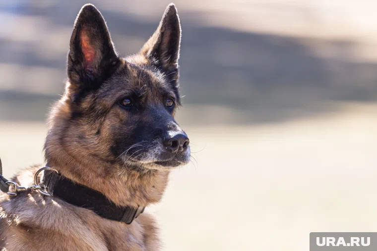 За несоблюдение закона полагается штраф