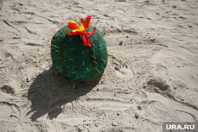 Согласно научному исследованию, кактус не способен защитить от электромагнитного излучения