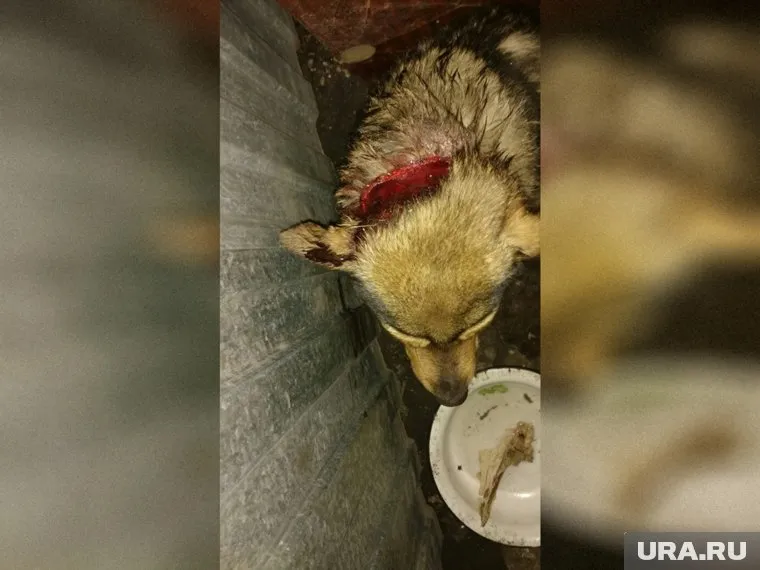 Пес находится в тяжелом состоянии