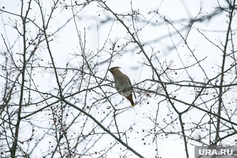 Больше всего свиристели любят ягоды красной рябины