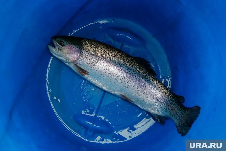 Рыбак из Перми выловили в Октябрьском районе ХМАО огромных щук