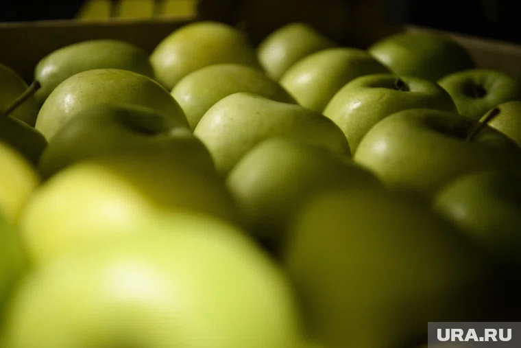 Яблоки из Афганистана появятся на российских прилавках