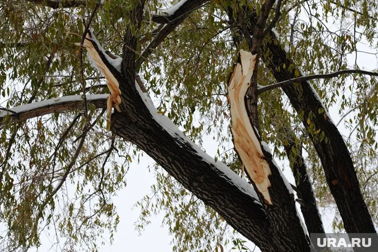 В Челябинске упавшее дерево сломало ребенку руку и ногу