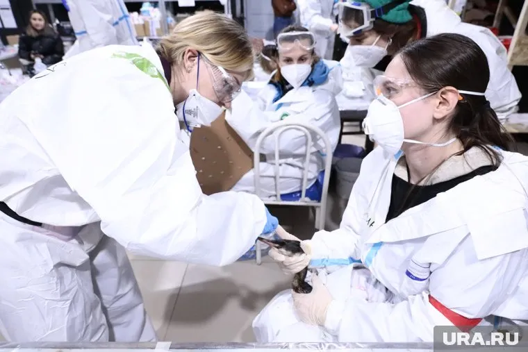 Власти решили урегулировать сферу закона, которая регулирует работу волонтеров в ЧС