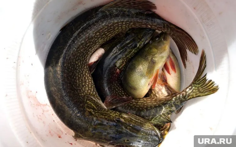 Столь богатый улов ямальцу попался в реке Пякупур