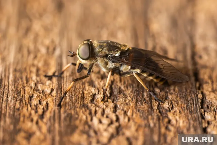 Бычий слепень распространяет опасные заболевания