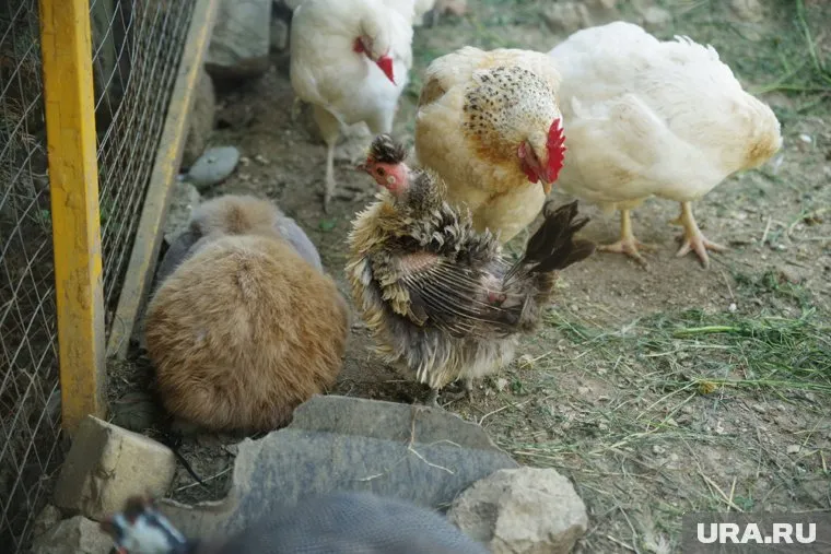 Птицы замучили соседей на садовых участках