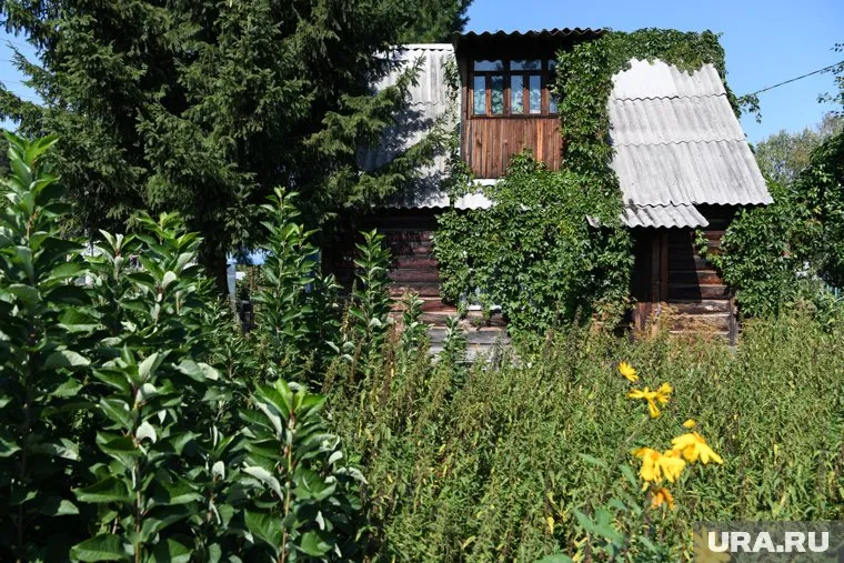 Женщина обнаружила миксомицет у себя на даче