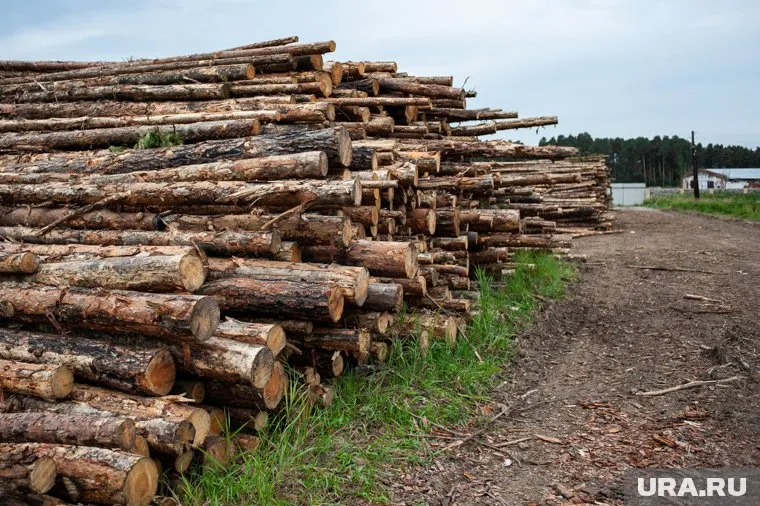 Без программы восстановления лесов России придется запретить экспорт