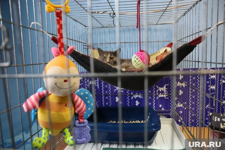 Волонтеры помогут вычесать котов в приюте для бездомных животных