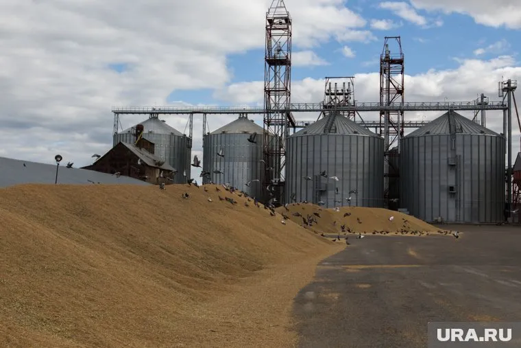 Агрокомплекс «Кургансемена» судится с компанией из Казахстана (архивное фото)