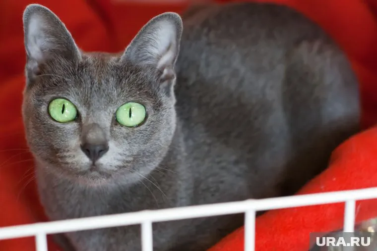 Ноябряне первые, кто запустил проект "Мой кот"