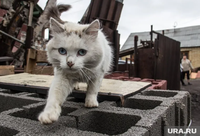 Кошка Нюша и один из ее котят оказались заживо закопанными коммунальщиками