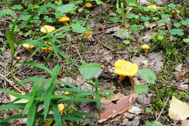 Лисички.stock