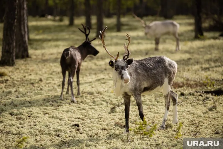 Особенно много дикого северного оленя в Тазовском и Красноселькупском районах ЯНАО