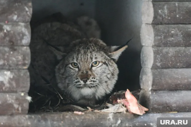 Дикая кошка больше не опасна для горожан (архивное фото)