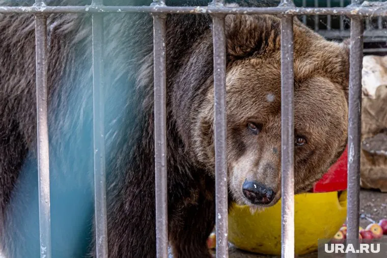 Прокуратура обнаружила организацию, которая незаконно разводила диких зверей