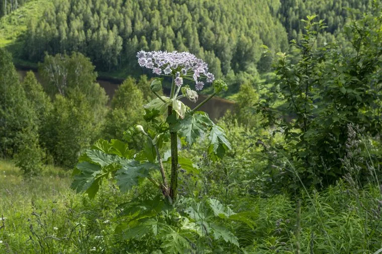 Ядовитые растения. Пермь