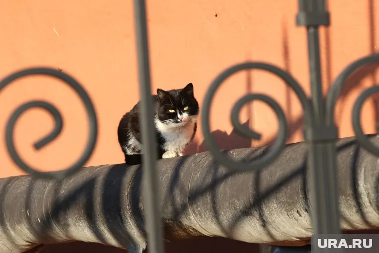 Пушистую пленницу удалось спасти