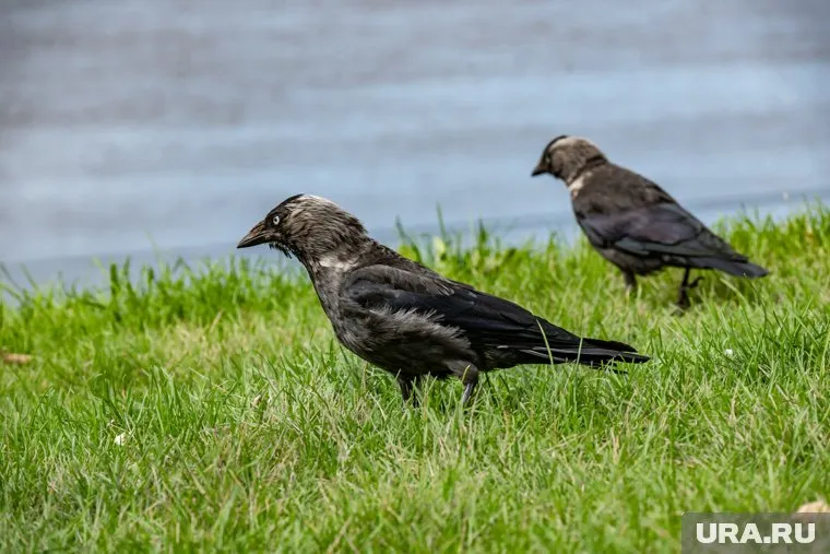 Экс-прокурор Прикамья получил возможность выкупить арендуемую землю за 0,5 млн вместо 13,7 млн