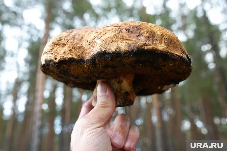 Боровики нашли в Каргапольском округе (архивное фото)