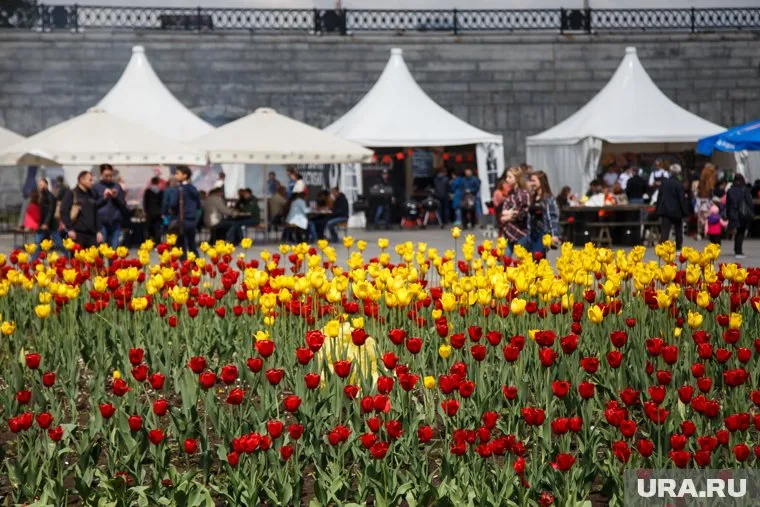 Тюльпаны распустились в сквере на Воровского в начале мая