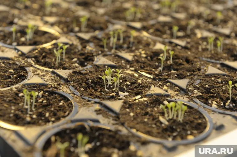 Мэр хочет посадить на подоконниках в мэрии цветы