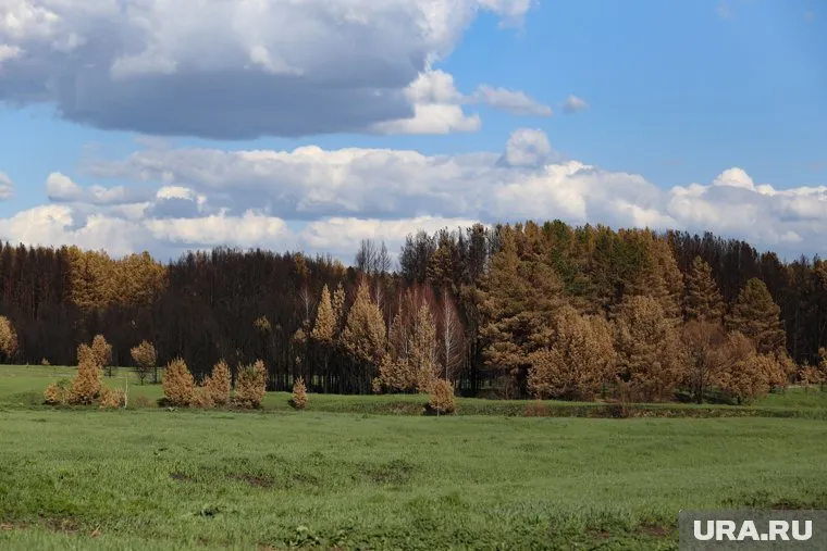 По данным прокуратуры, через лес ходили школьники из микрорайона Храпово (архивное фото)