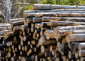 В Кургане вскрылись массовые нарушения прав работников лесной отрасли