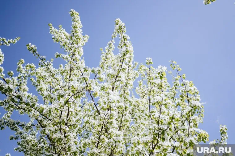 В России могут начать модифицировать породы деревьев по указу Путина