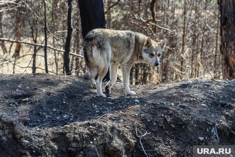 Агрессивные животные напали на ребенка в Ленинском районе (архивное фото)