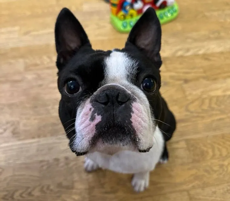 Эдуард Соснин является хозяином черно-белого бостон-терьера