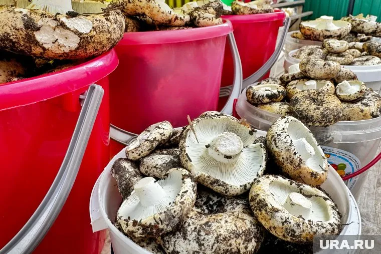 В лесах много грибов