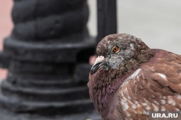 Жители видят мертвых птиц на улицах города