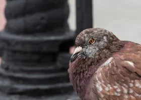 В ЯНАО начали массово умирать голуби