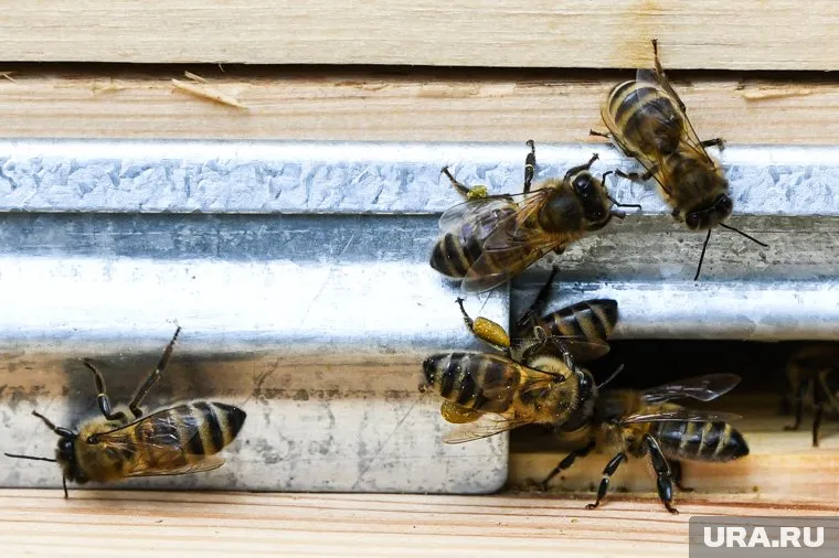 По словам местных жителей, пчелы искусали многих жителей Нижних Серег