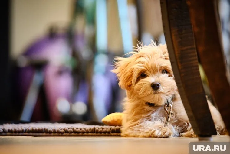 Стоимость мальтипу зависит от размера и окраса щенка