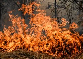 Рослесхоз признал Тюменскую область готовой к пожароопасному сезону