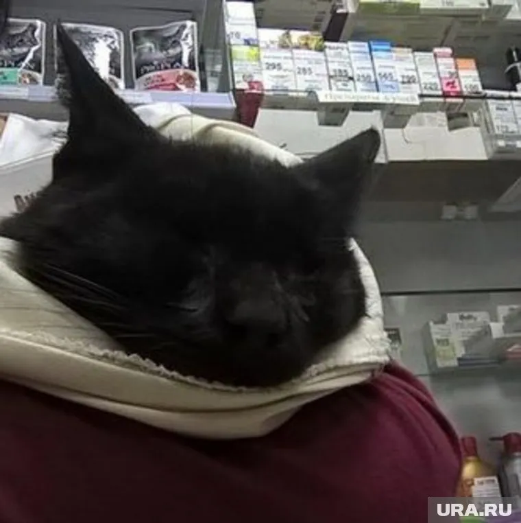 Зоозащитники боятся обращаться в полицию по факту жестокого обращения с животным