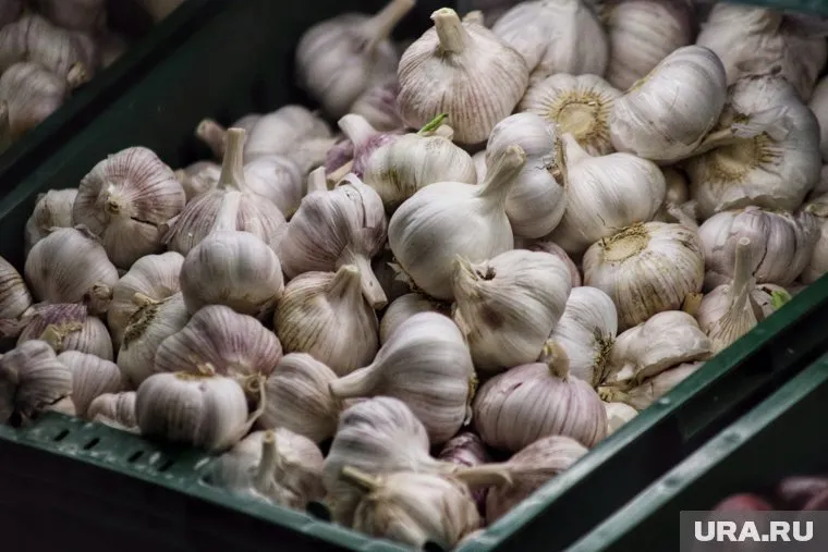 Правильная уборка чеснока и лука – залог сохранности ароматных головок до весны