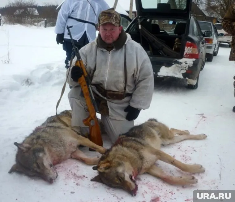 Волки стали серьезной угрозой для жителей небольших сел