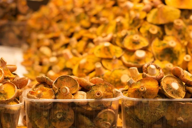 «Глухой» рыжик поражен паразитом Гипоцимесом