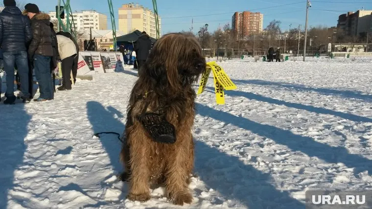 Сегодняшний митинг — последний в 2017 году