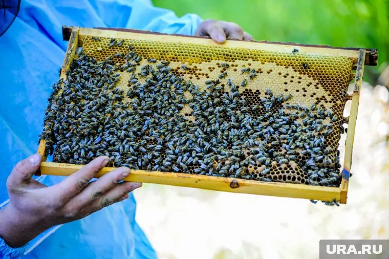 265 пчелопакетов, перевозившихся с нарушениями, вернули в Казахстан