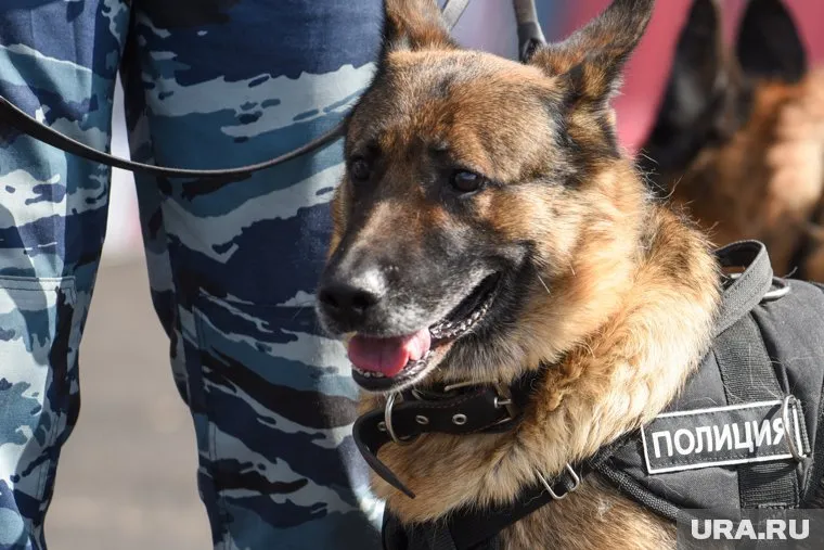 В Новом Уренгое кинологи искали взрывное устройство по ложному сообщению