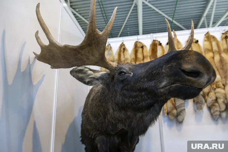 Ямальский чиновник незаконно застрелил трех лосей и получил приговор по уголовной статье