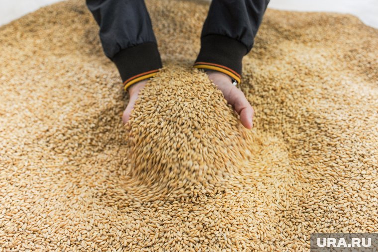 Россия собрала рекордный объем урожая зерна